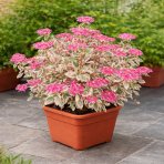 Hortenzia pílovitá (Hydrangea serrata) ´EUPHORIA PINK´ - výška 25-35 cm, kont. C3L 